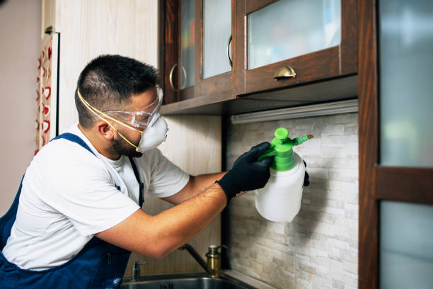Best Rat Extermination Near Me  in Wyldwood, TX