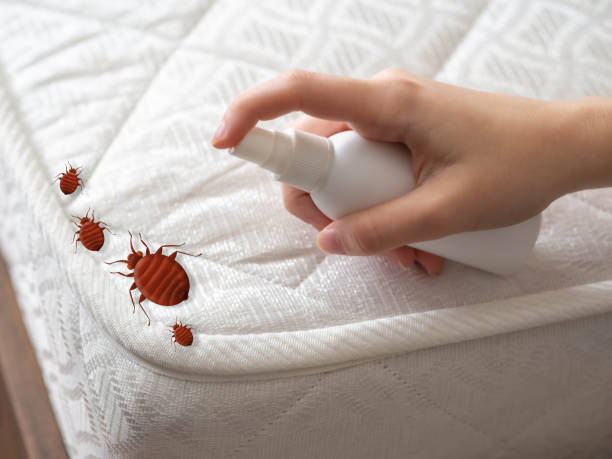 Best Emergency Pest Control  in Wyldwood, TX