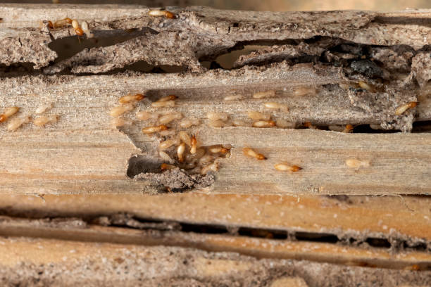 Reliable Wyldwood, TX Pest Control Solutions