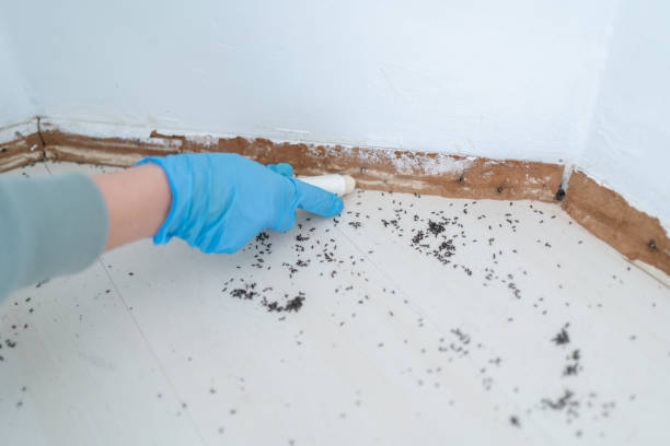 Best Wasp Removal Services  in Wyldwood, TX
